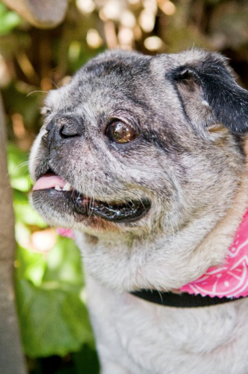 A close up of a pug dog wearing a pink bandana.