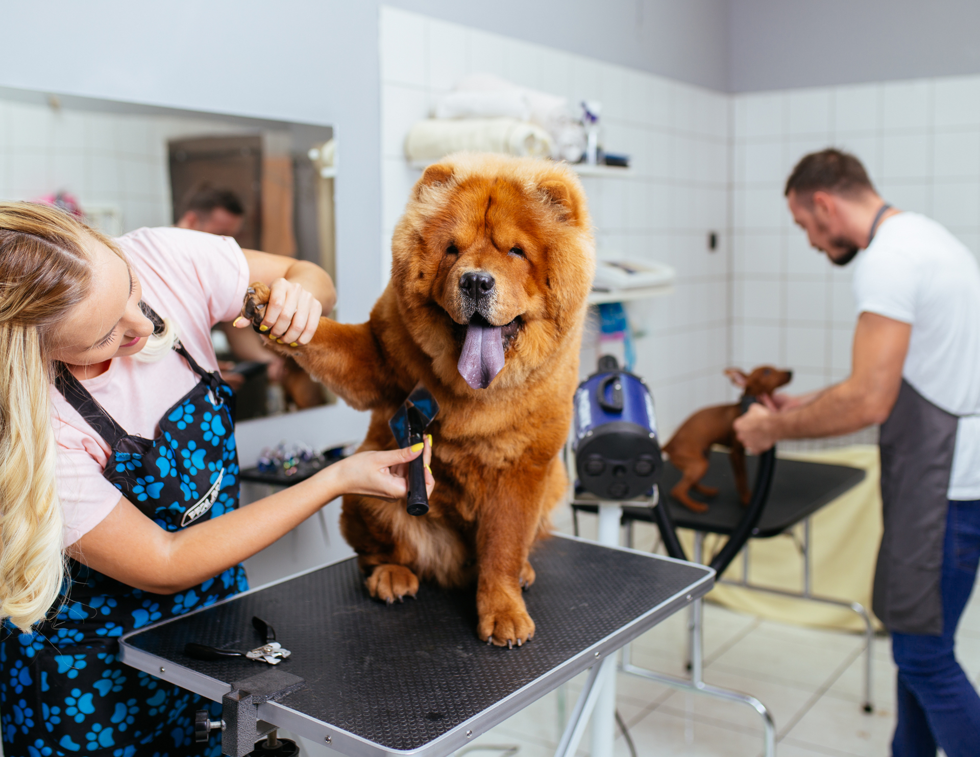 A woman is grooming a chow chow dog in a grooming salon.