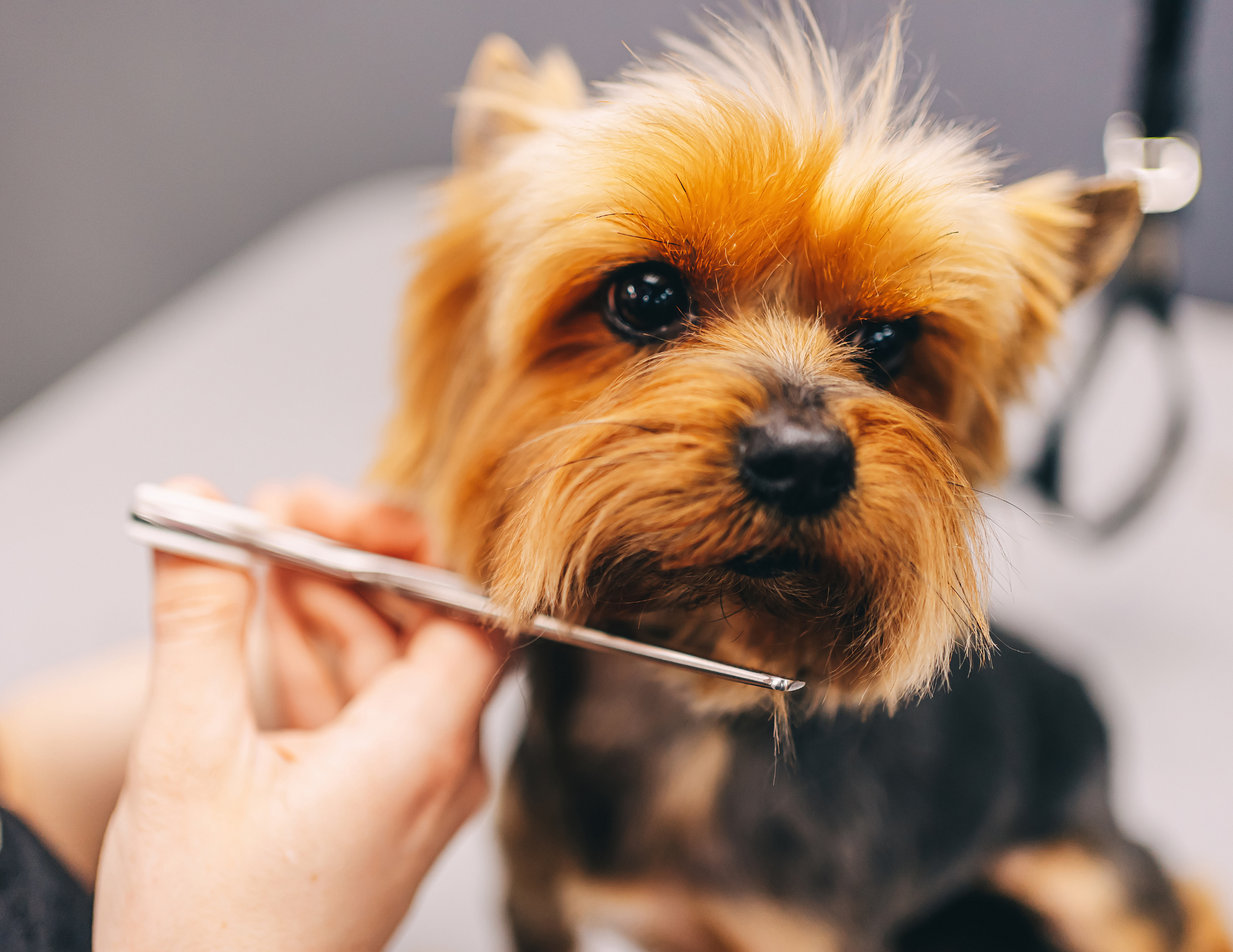 A person is cutting a small dog 's hair with scissors.