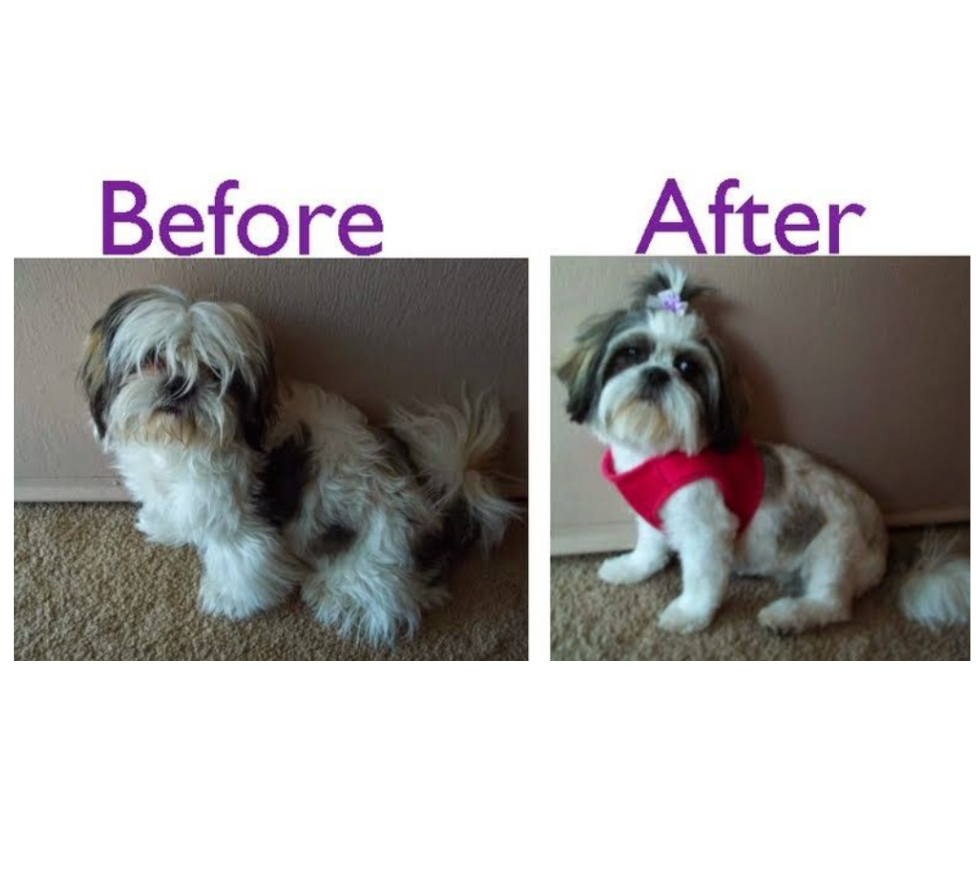 A before and after picture of a shih tzu