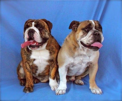 Two bulldogs sitting next to each other with their tongues out