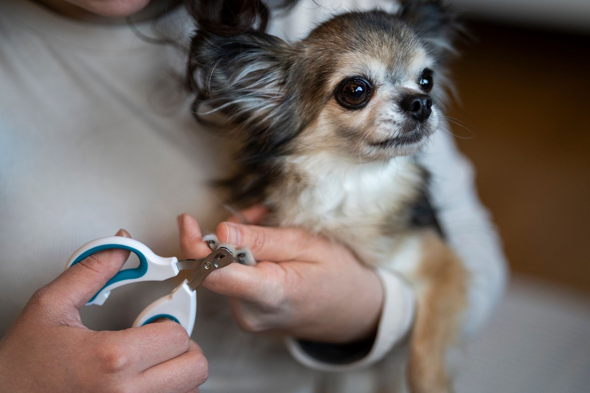 A woman is holding a dog 's paw in her hand.