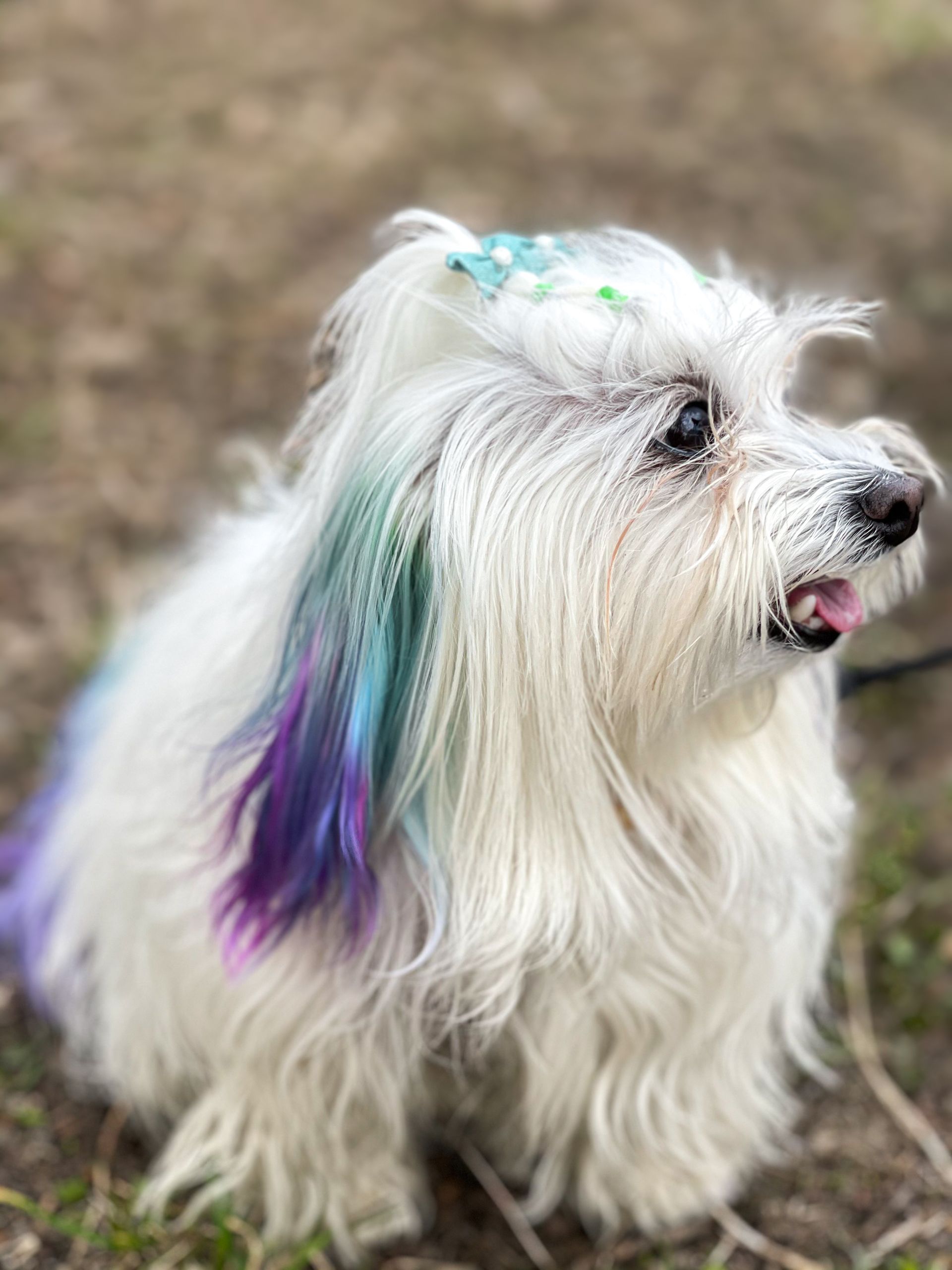 A small white dog with pink ears and paws