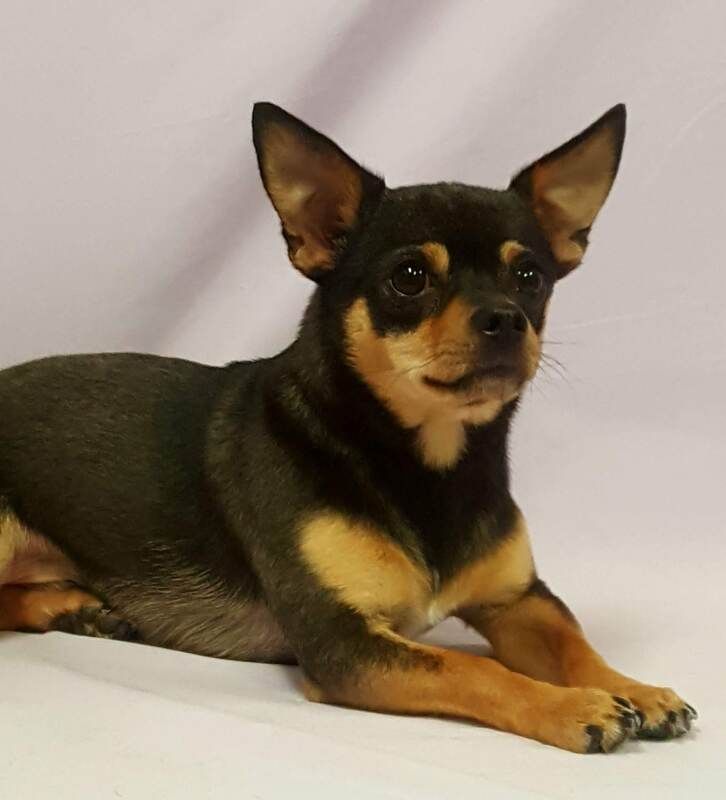 A small black and brown dog is laying down on a white surface