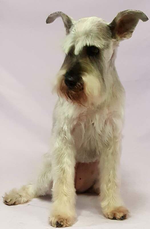 A small white schnauzer dog is sitting on a white surface.