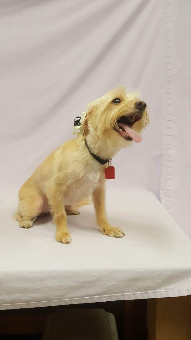 A small dog is sitting on a white table with its tongue hanging out.