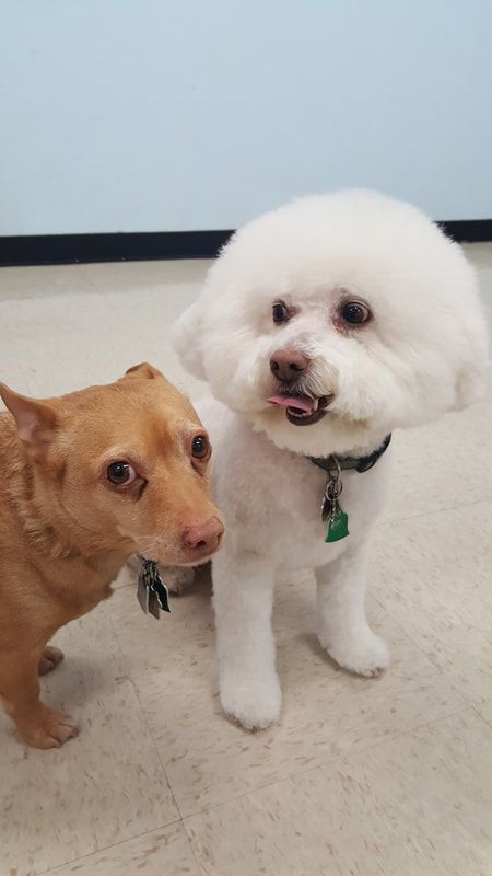 A brown dog and a white dog are standing next to each other on the floor.