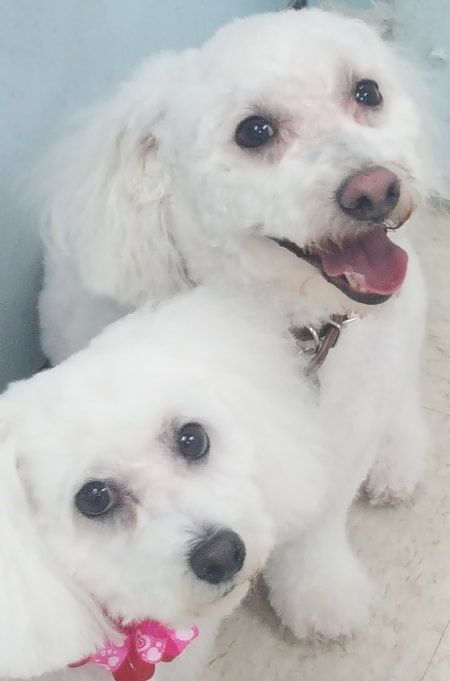 Two white dogs are standing next to each other on a tiled floor.