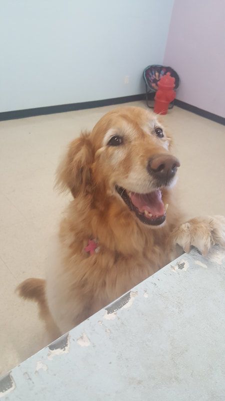 A dog is laying on a table in a room and smiling.