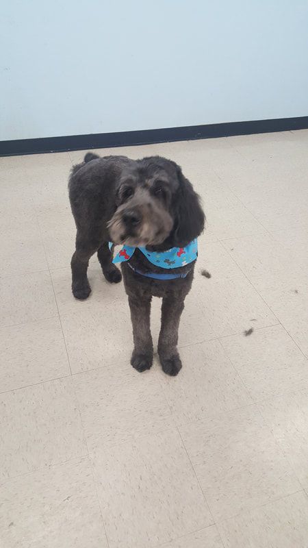 A small black dog wearing a blue bandana is standing on a tiled floor.