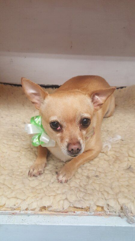 A small dog wearing a green bow around its neck is laying on a blanket.
