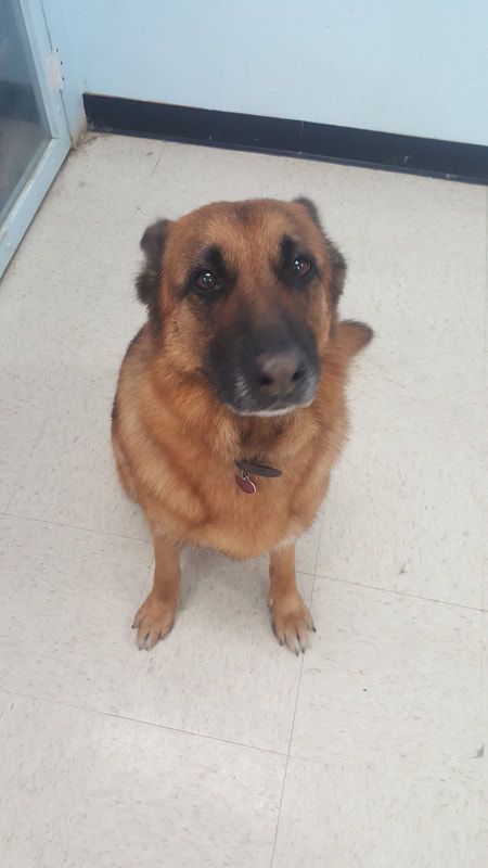 A brown dog is sitting on the floor and looking at the camera.
