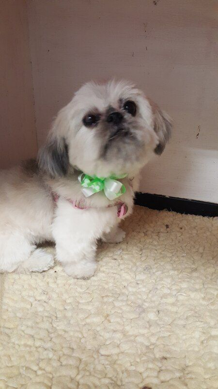 A small white dog wearing a green bow tie is sitting on the floor.