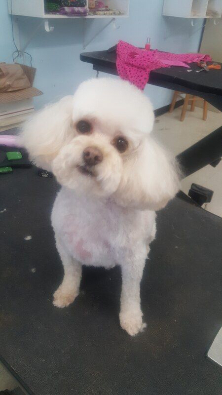 A small white poodle is standing on a grooming table.