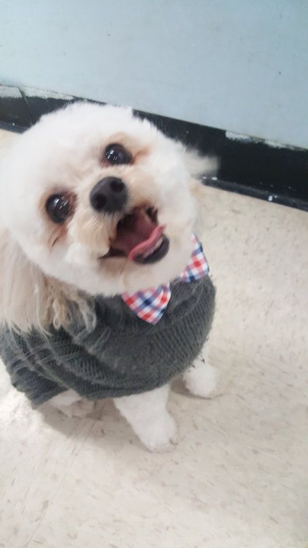 A small white dog wearing a sweater and bow tie.