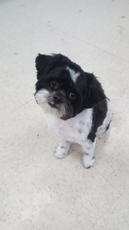 A black and white dog is sitting on the floor looking up at the camera.