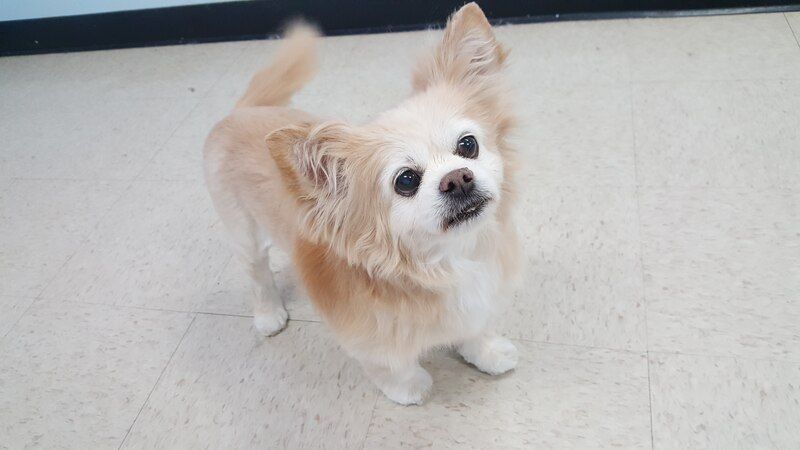 A small dog is standing on a tiled floor and looking up at the camera.