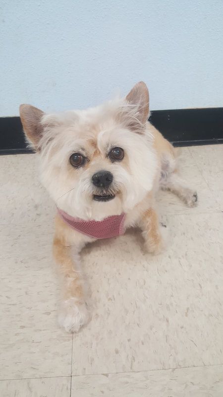 A small dog is laying on the floor and looking at the camera.