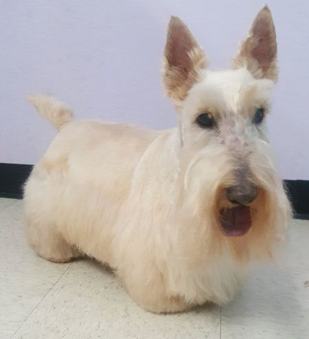 A white scottish terrier is laying on the floor.