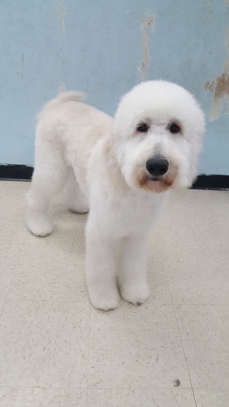 A small white dog is standing on a tiled floor.