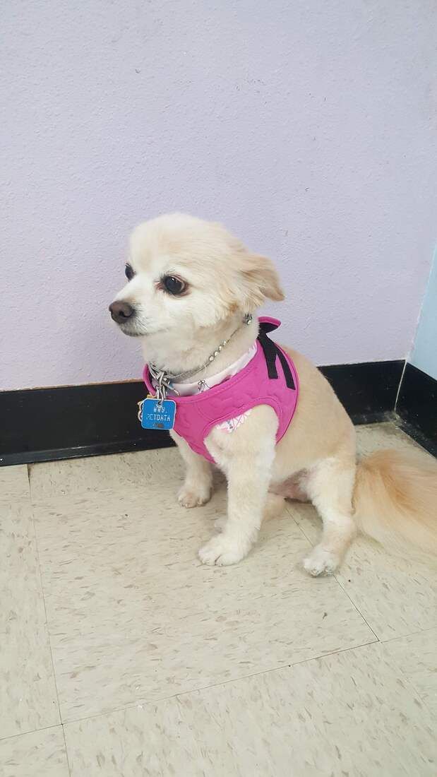 A small white dog wearing a pink harness and collar is sitting on the floor.