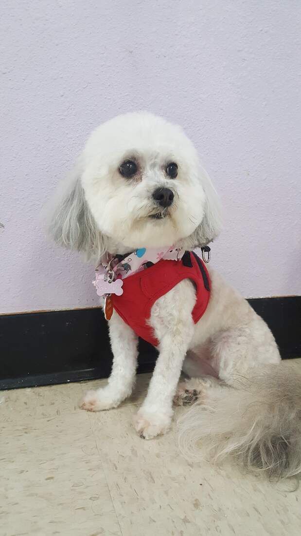 A small white dog is sitting on the floor wearing a red shirt.
