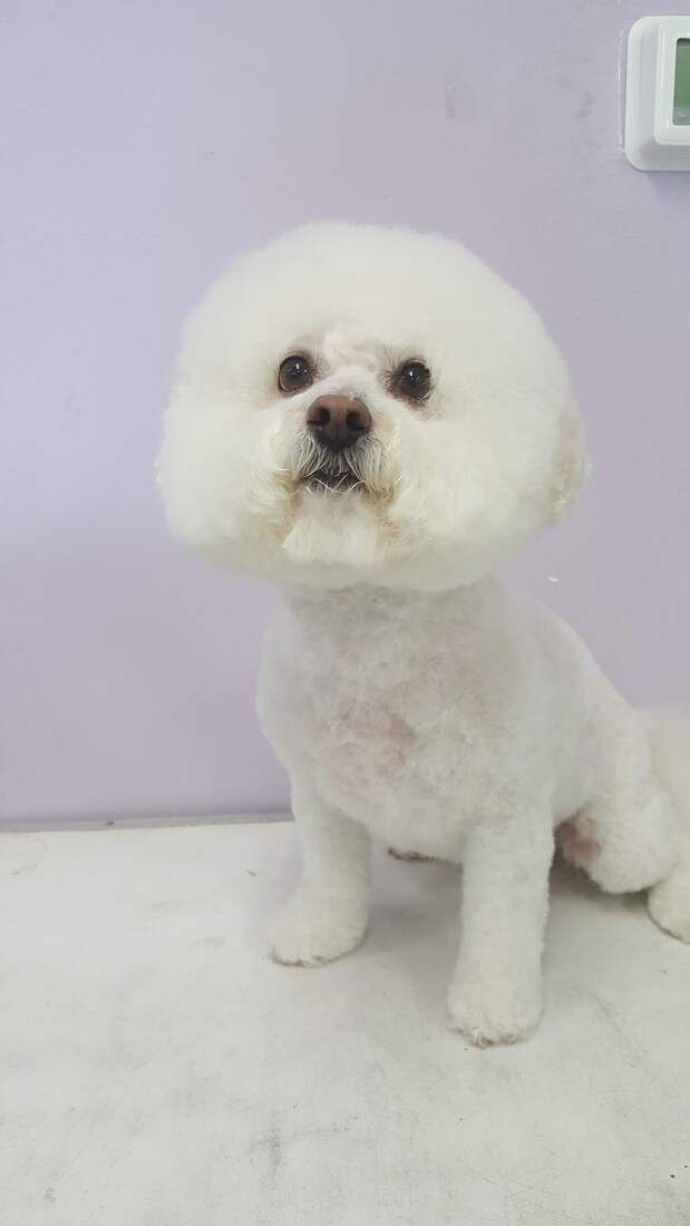 A small white dog is sitting on a table and looking at the camera.