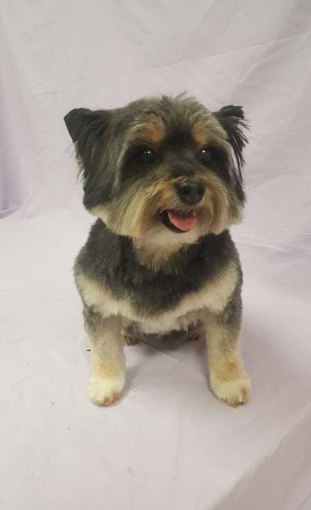 A small dog is sitting on a white surface with its tongue out.