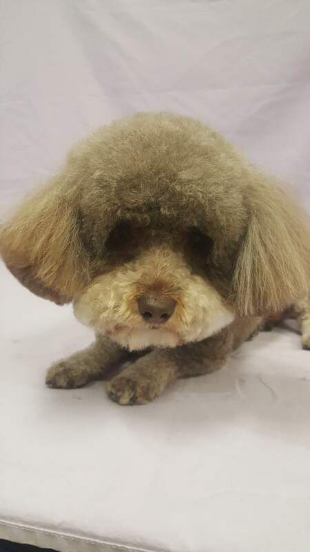 A small brown dog is laying on a white blanket.