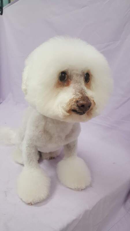 A small white dog is sitting on a purple couch.