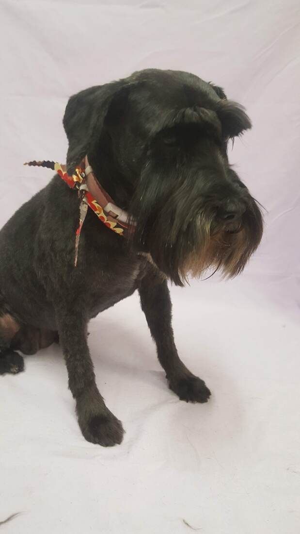A small black dog wearing a red collar is sitting on a white surface.