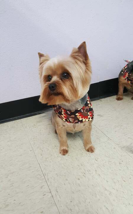 A small dog wearing a bandana is sitting on a tiled floor.