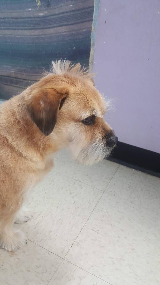 A brown and white dog is standing on a tiled floor next to a wall.