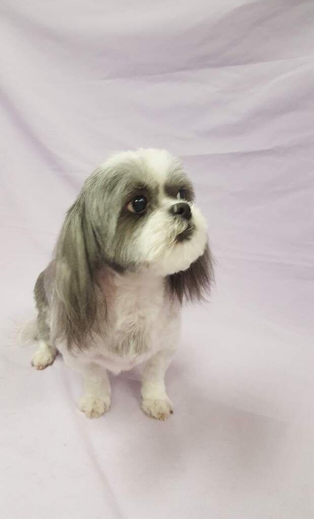 A small shih tzu dog is sitting on a purple blanket.