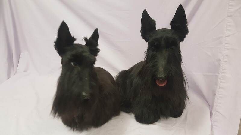 Two black scottish terriers laying next to each other on a white cloth