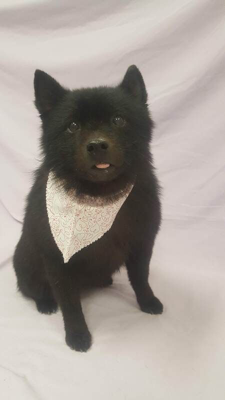 A black dog wearing a white bandana is sitting on a bed.