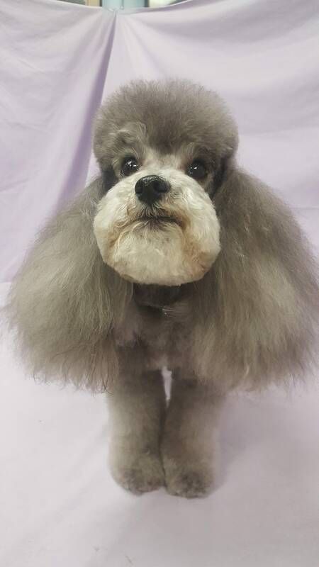 A small gray and white poodle is standing on a purple blanket.