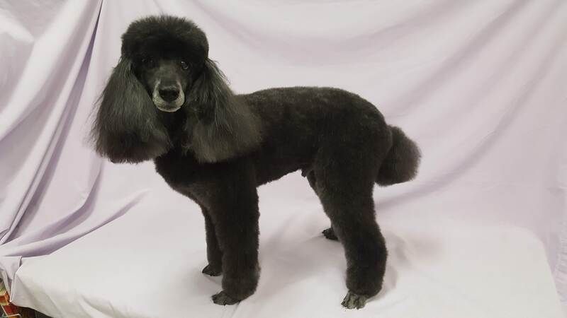A black poodle is standing on a white surface in front of a purple curtain.