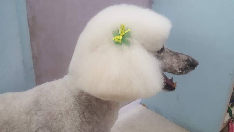 A white poodle with a flower in its hair.