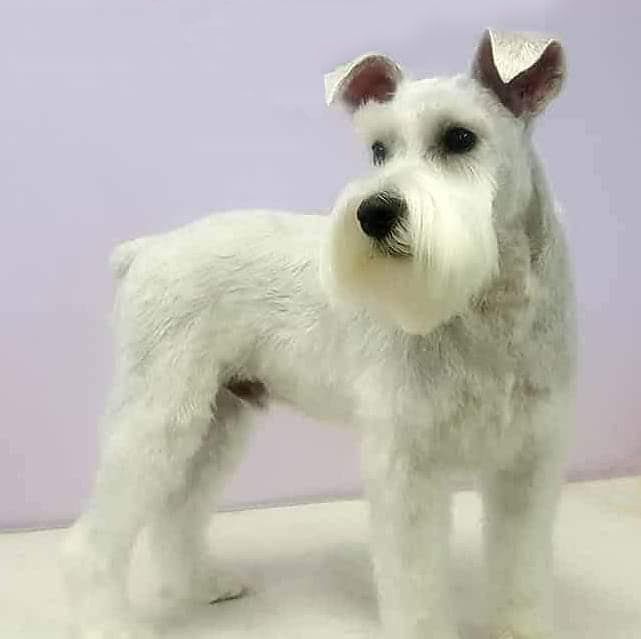 A white schnauzer dog is standing on a white surface.