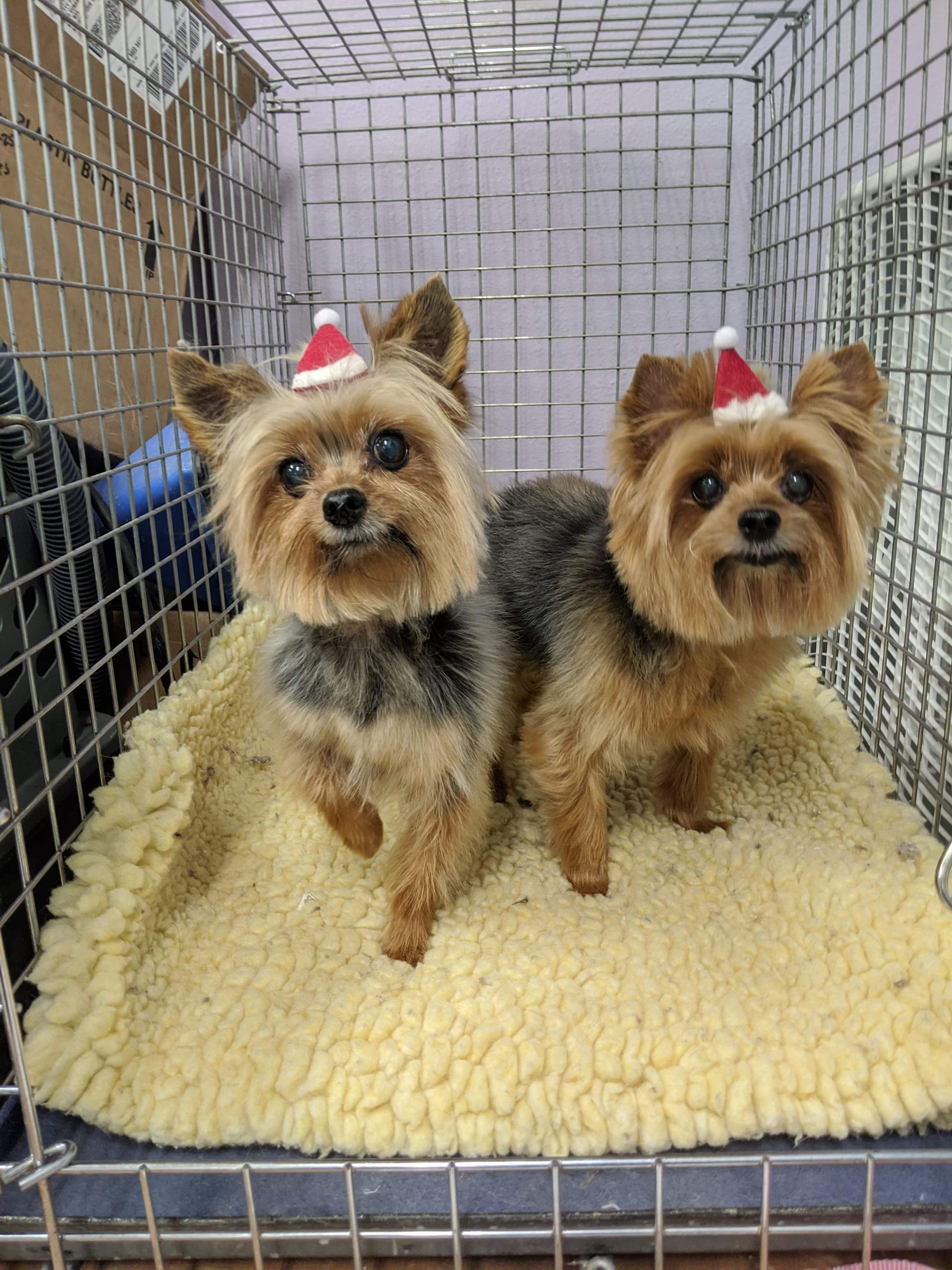 Two small dogs wearing santa hats are sitting in a cage.