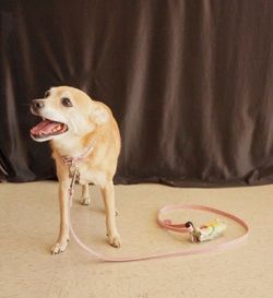 A dog is standing next to a pink leash on the floor.