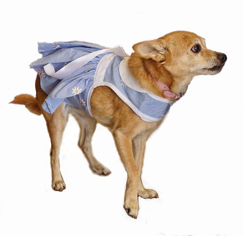 A small brown dog wearing a blue and white dress