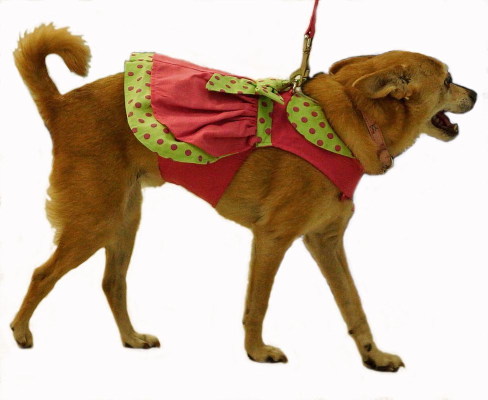 A brown dog wearing a pink and green dress