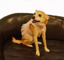 A small dog wearing a pink dress is sitting on a couch.
