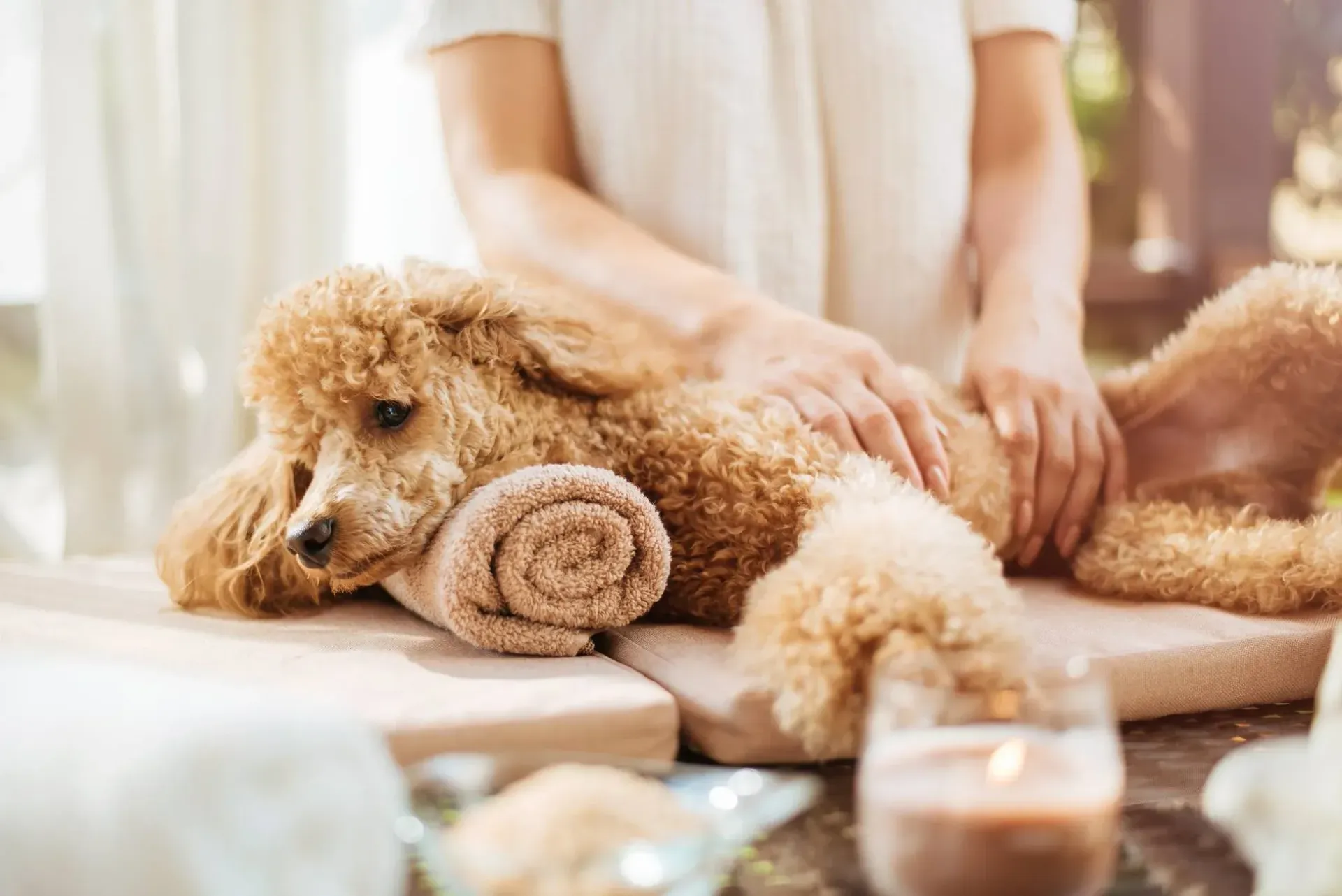 A woman is giving a poodle a massage with a towel.