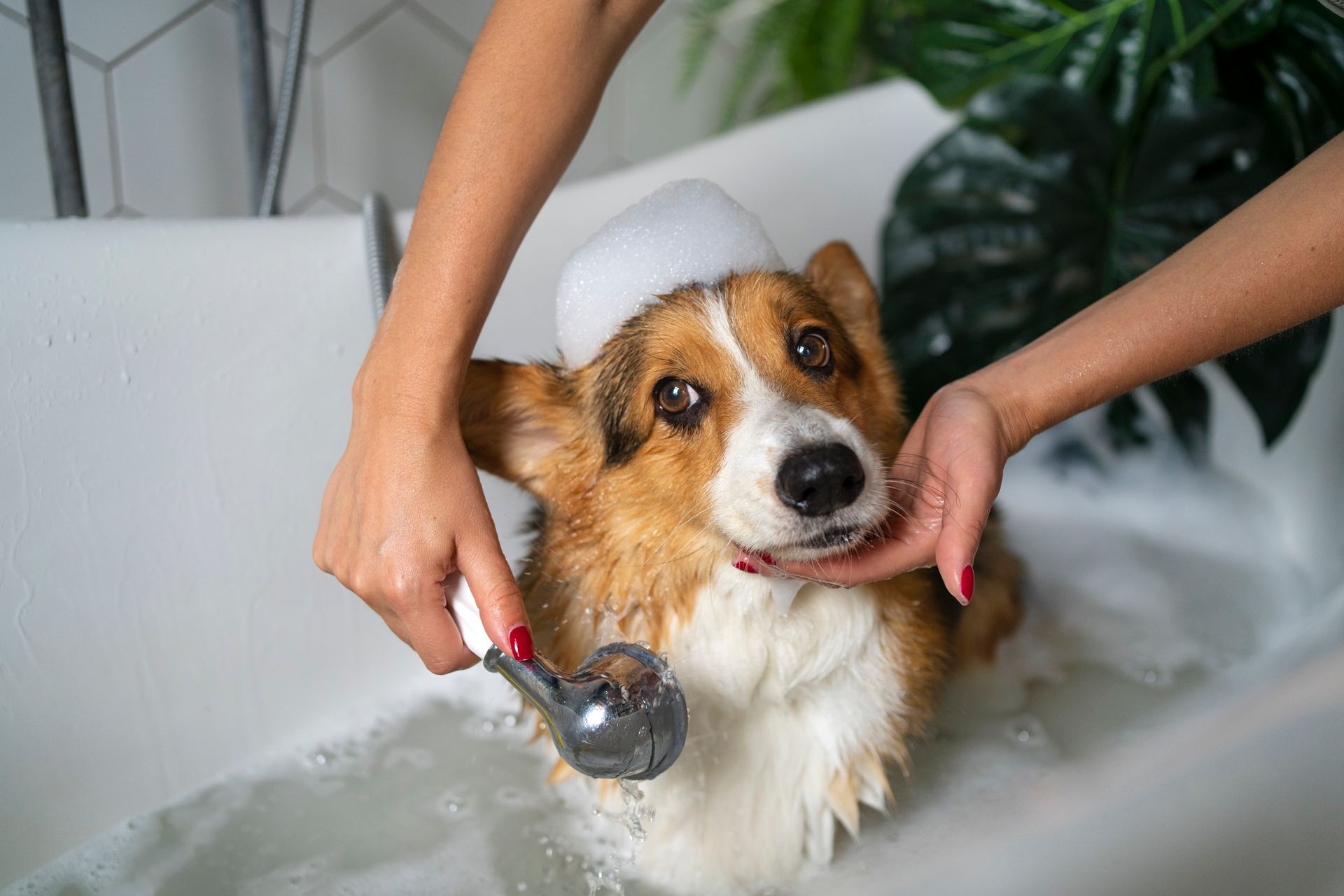 A woman is washing a corgi dog in a bathtub.