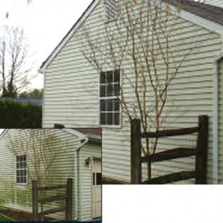 A house with weathered siding, a tree, and a wooden fence; inset image shows the same structure with noticeable green growth.