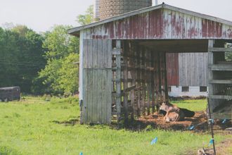 a cow is laying in a barn in a field .