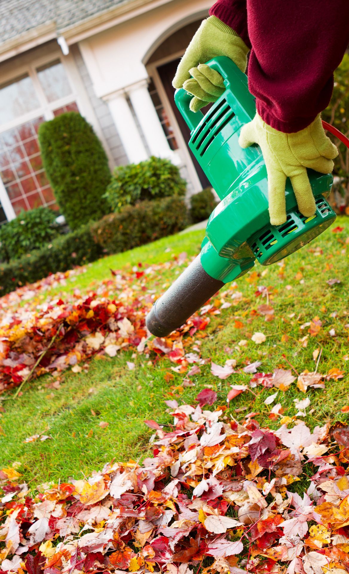 A person is blowing leaves on a lush green lawn.